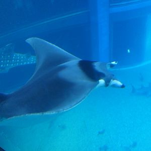 Japanese Devilray (Mobula mobular)