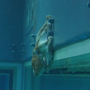 Giant Pacific Octopus (Enteroctopus dofleini)