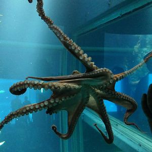 Giant Pacific Octopus (Enteroctopus dofleini)