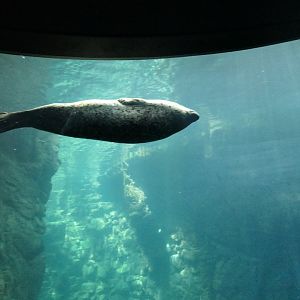 Spotted Seal (Phoca largha)