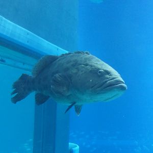 Potato Grouper (Epinephelus tukula)