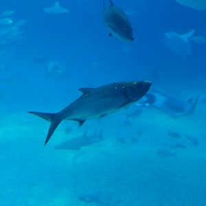 Indo-Pacific Tarpon (Megalops cyprinoides)