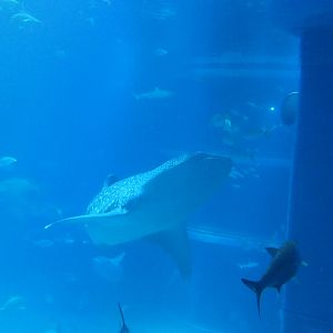 Whale Shark (Rhincodon typus)