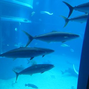 Rainbow Runner (Elagatis bipinnulata)