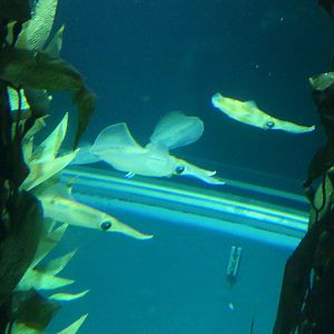 Bigfin Reef Squid (Sepioteuthis lessoniana)