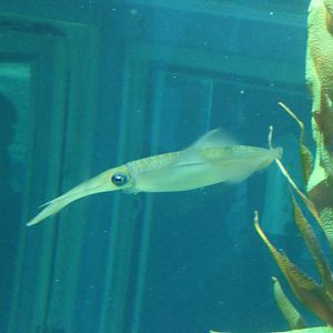 Bigfin Reef Squid (Sepioteuthis lessoniana)