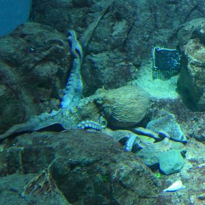 Giant Pacific Octopus (Enteroctopus dofleini)