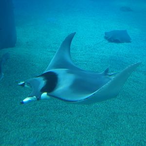 Japanese Devilray (Mobula mobular)