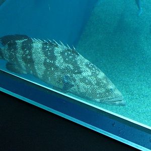 Malabar Grouper (Epinephelus malabaricus)