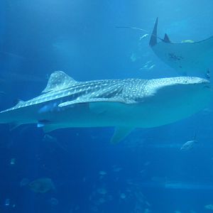 Whale Shark (Rhincodon typus)