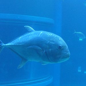 Giant Trevally (Caranx ignobilis)
