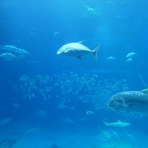 Pacific Ocean exhibit