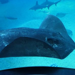 Short-tailed Stingray (Bathytoshia brevicaudata)