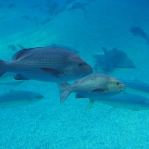 Two-spot Red Snapper (Lutjanus bohar)