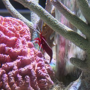 Blood Red Shrimp (Lysmata debelius)