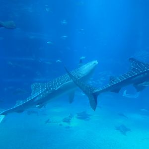 Whale Shark (Rhincodon typus)