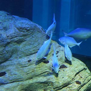 Blue Maomao (Scorpis violacea)