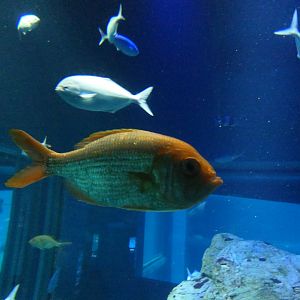 Eastern Nannygai (Centroberys affinis)