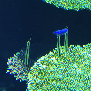 Jointed Razorfish (Aeoliscus strigatus)