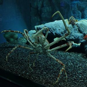 Japanese Spider Crab (Macrocheira kampferi)