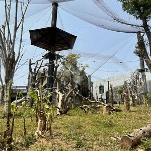 Golden Snub-nosed Monkey Exhibit #1