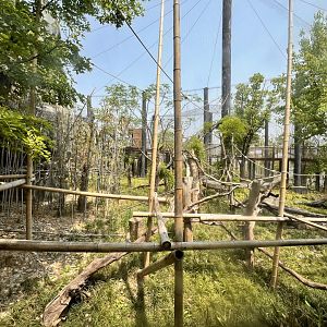 Northern White-cheeked Gibbon Exhibit