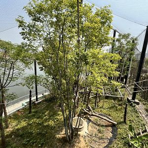 Western Hoolock Gibbon Exhibit