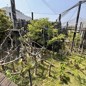 Francois Langur Exhibit #1