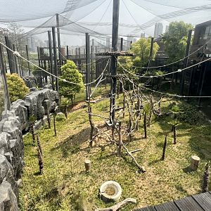 Francois Langur Exhibit #2