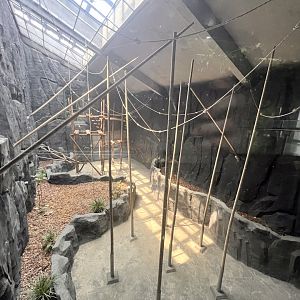 Western Hoolock Gibbon Indoor Exhibit