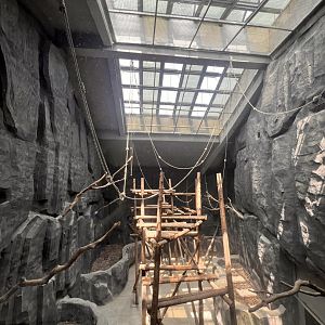 Northern white-cheeked Gibbon Indoor Exhibit