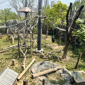 Northern Pigtail Macaque Exhibit