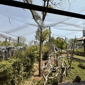 Golden Snub-nosed Monkey Exhibit