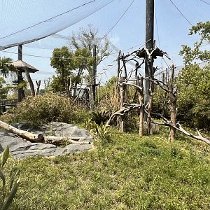 Golden Snub-nosed Monkey Exhibit #2