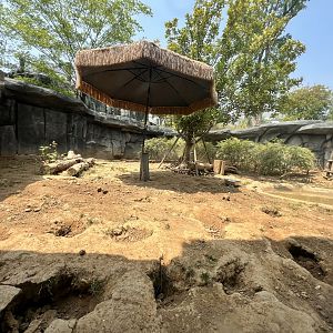 Northern Hog Badger Exhibit