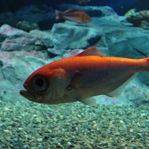 Splendid Alfonsino (Beryx splendens)