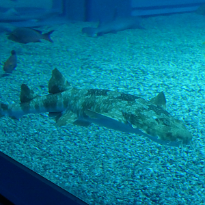 Japanese Wobbegong (Orectolobus japonicus)