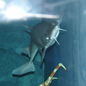 Mandarin Dogfish (Cirrhigaleus barbifer)