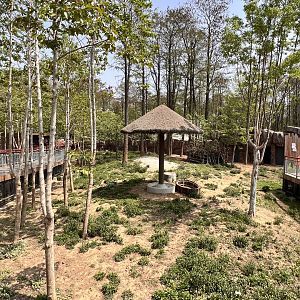 Eastern Grey Kangaroo Exhibit