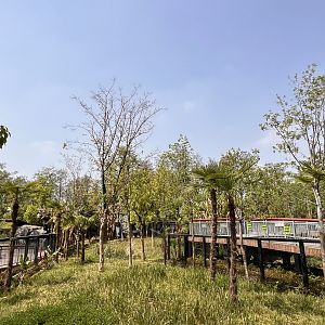 Southern Cassowary Exhibit #2