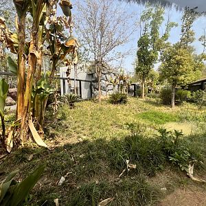 Southern Cassowary Exhibit #1