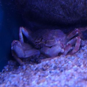 Arctic Lyre Crab (Hyas coarcticus)