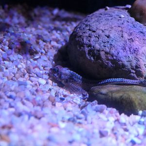 Arctic Alligatorfish (Aspidophoroides olrikii)