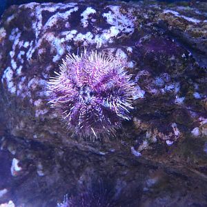 Green Sea Urchin (Strongylocentrotus droebachiensis)
