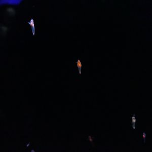 Shiretoko Sea Angel (Clione elegantissima)