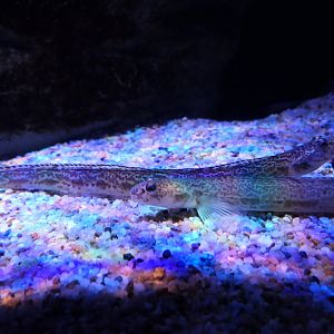 Slender Eelblenny (Lumpenus fabricii)