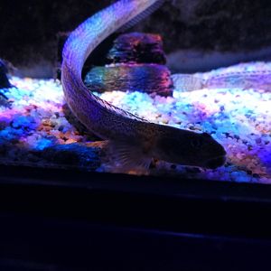 Slender Eelblenny (Lumpenus fabricii)