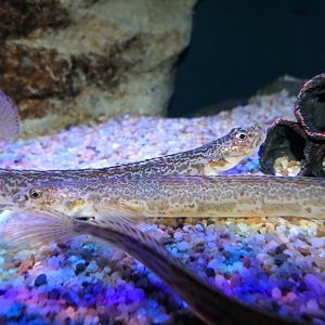 Slender Eelblenny (Lumpenus fabricii)