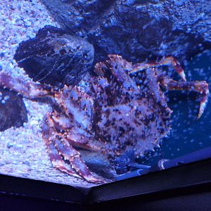 Blue King Crab (Paralithodes platypus)