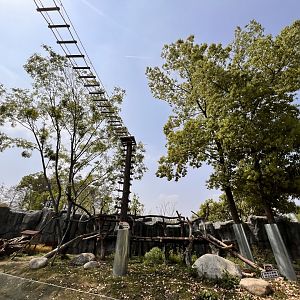 Massive Chinese Red Panda Exhibit
